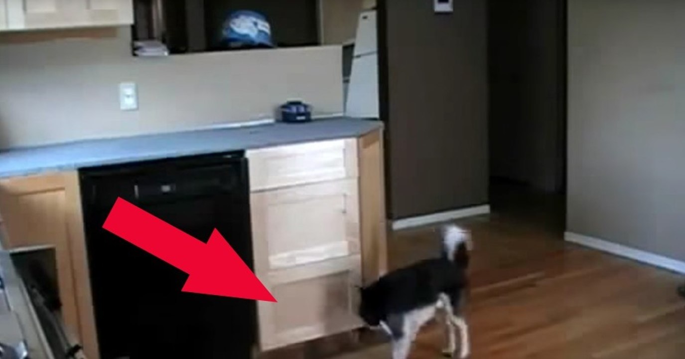 Hund baut eine Treppe