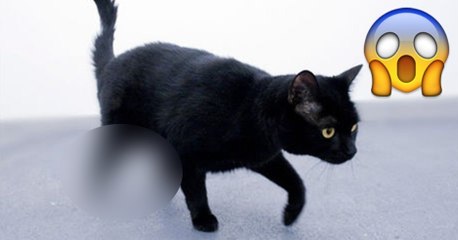 Oscar, der erste Kater mit bionischen Gliedmaßen