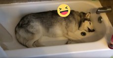 Husky möchte lieber baden als spazieren gehen und diskutiert mit Frauchen in der Badewanne