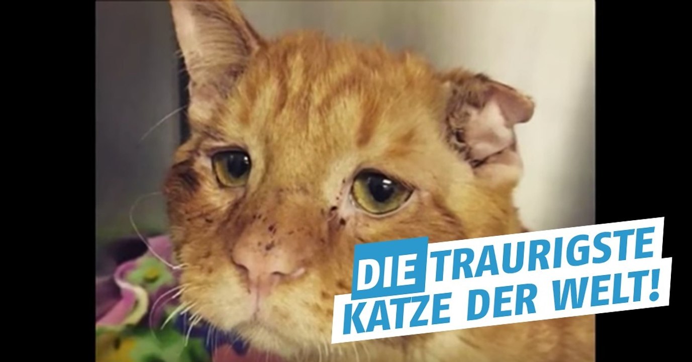 Dieses Fellknäuel hatte ein schlimmes Schicksal! Doch dann,...