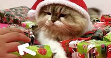 Kleines Kätzchen verteidigt seine Geschenke