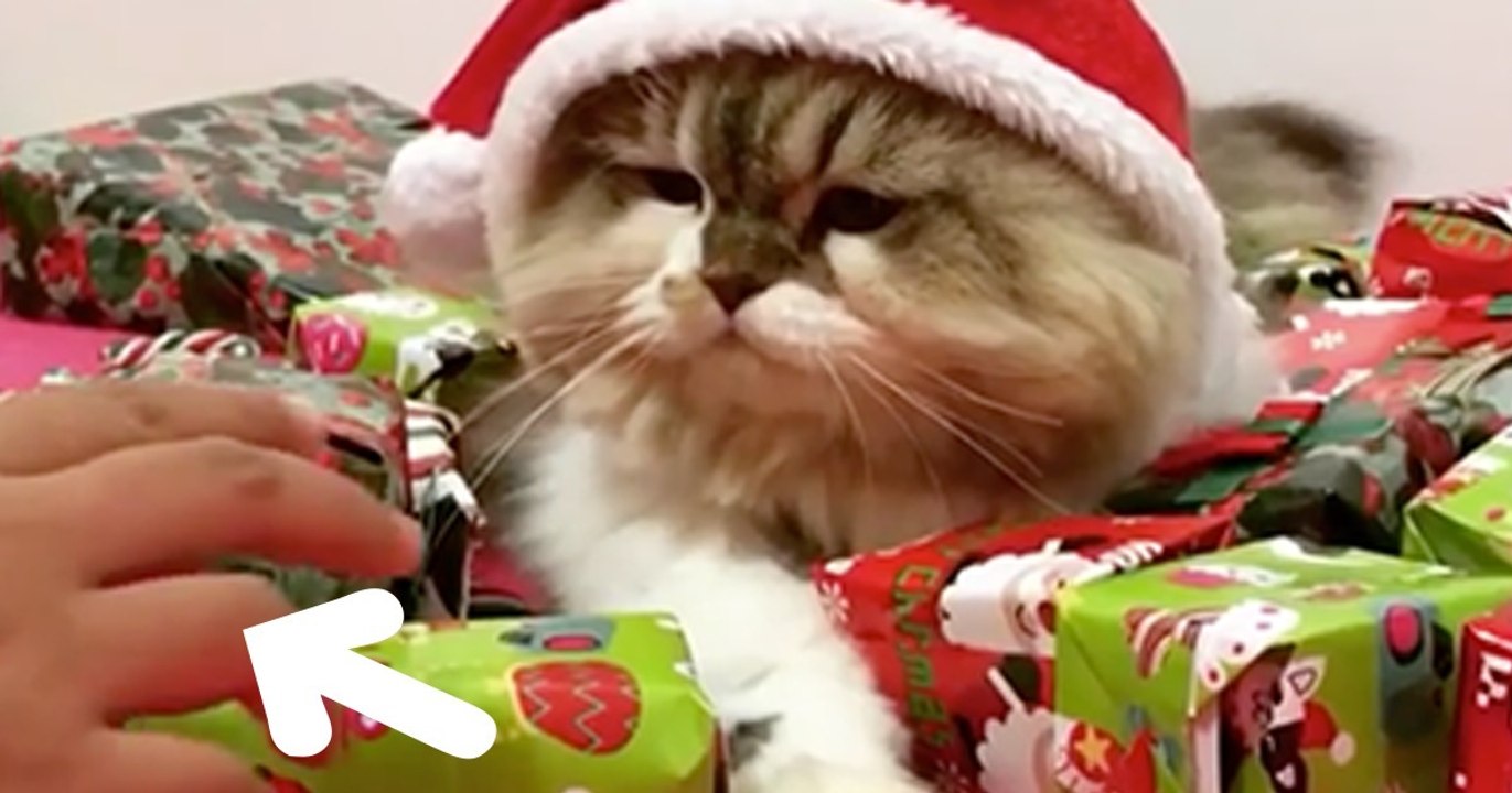 Kleines Kätzchen verteidigt seine Geschenke