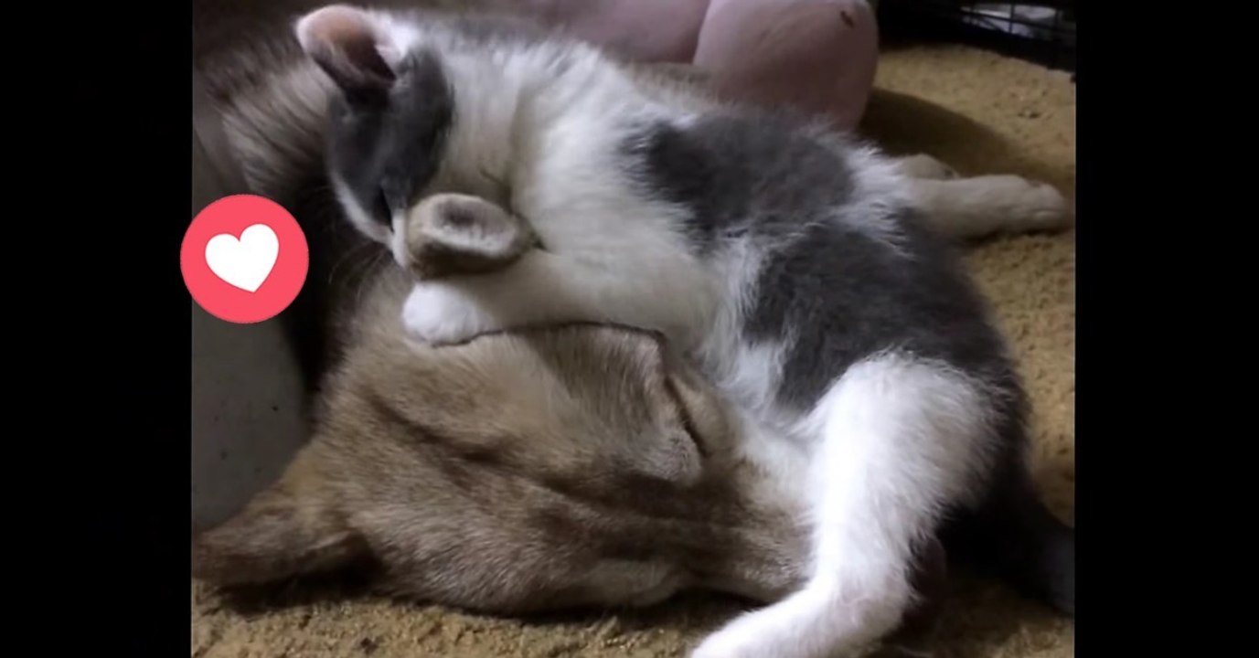 Kätzchen spielt mit husky