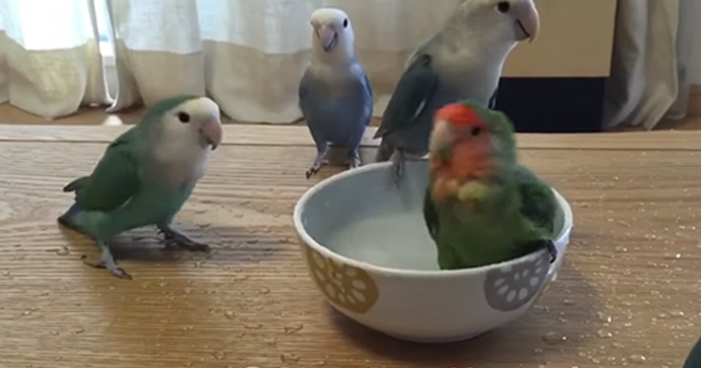 Für diese Papageien heißt es 'Ab in die Wanne!', doch seht was für ein süßes Ritual sie dafür haben!