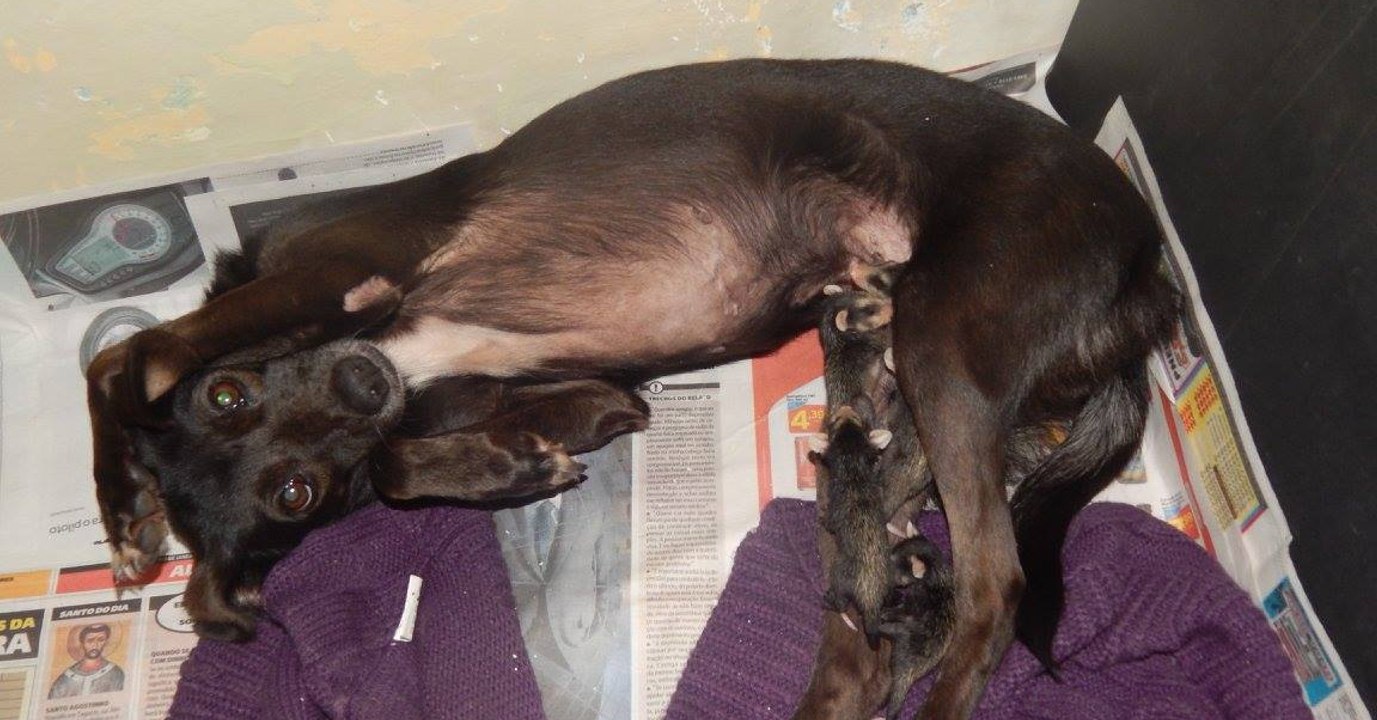 Hündin adoptiert Opossum Babies