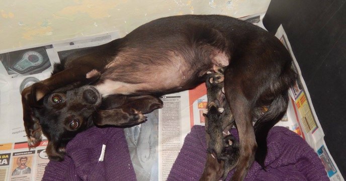 Hündin adoptiert Opossum Babies