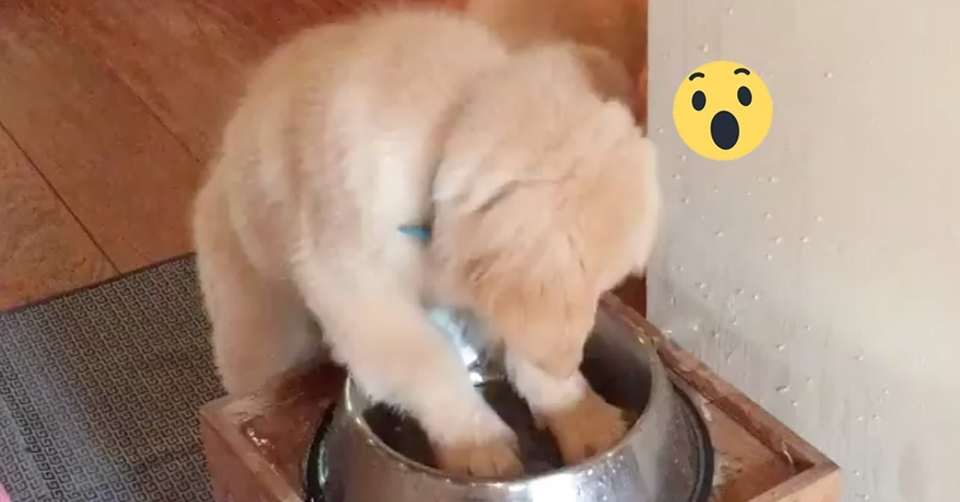 Der kleine Welpe Ronnie soll anständig trinken, doch was er gleich macht, wird euch zum Schmunzeln bringen!