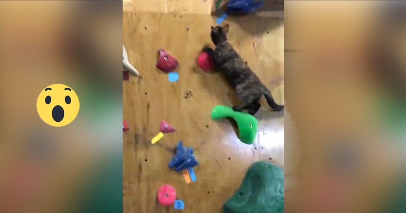 Katze ist der Champion der Kletterwand!