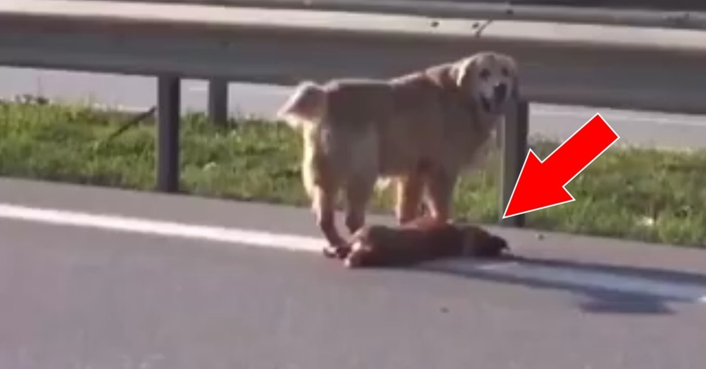 Golden Retriever hilft und beschützt seinem überfahrenen Hundefreund