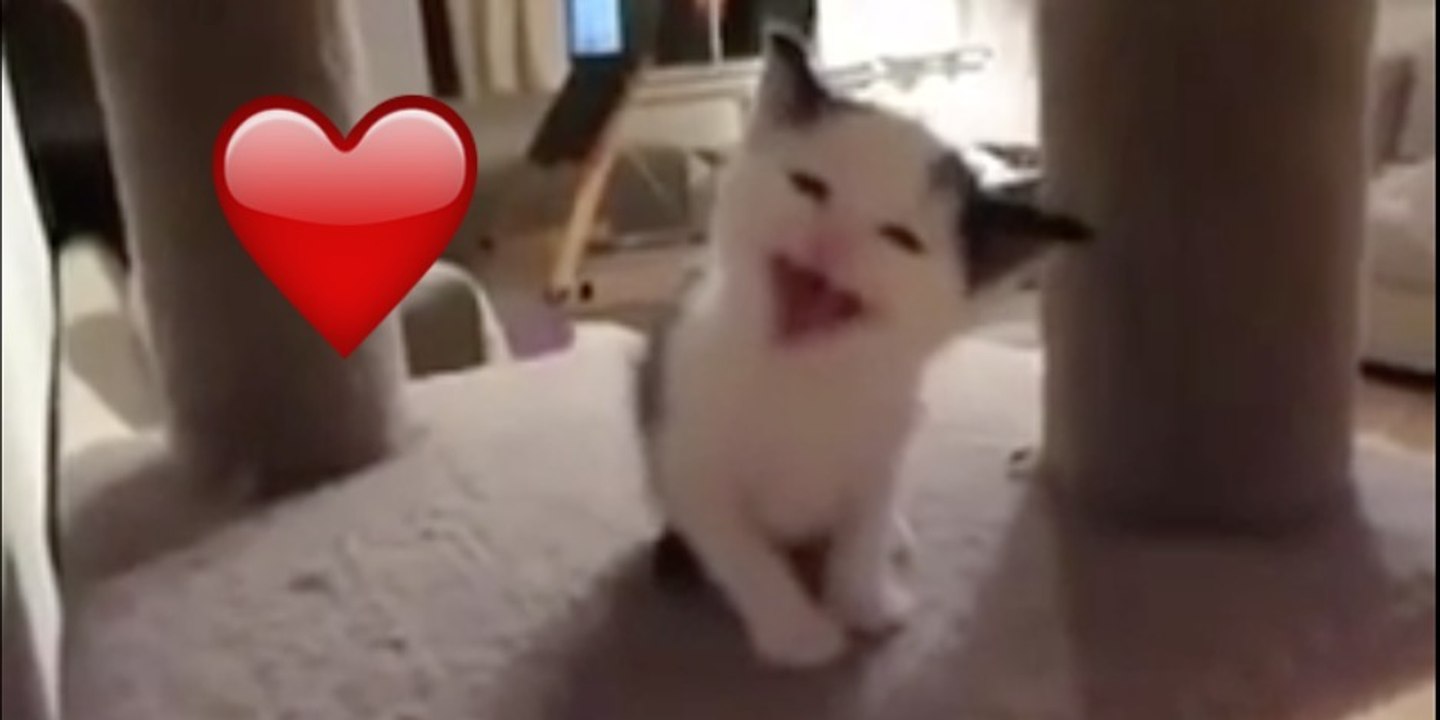 Kleines Kätzchen ganz groß!