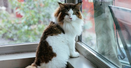 Samson ist die wohl größte Katze in New York