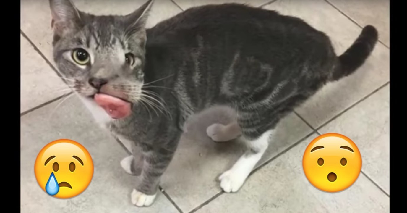 Dieses Kätzchen leidet an einem Tumor im Gesicht und soll eingeschläfert werden! Doch dann...