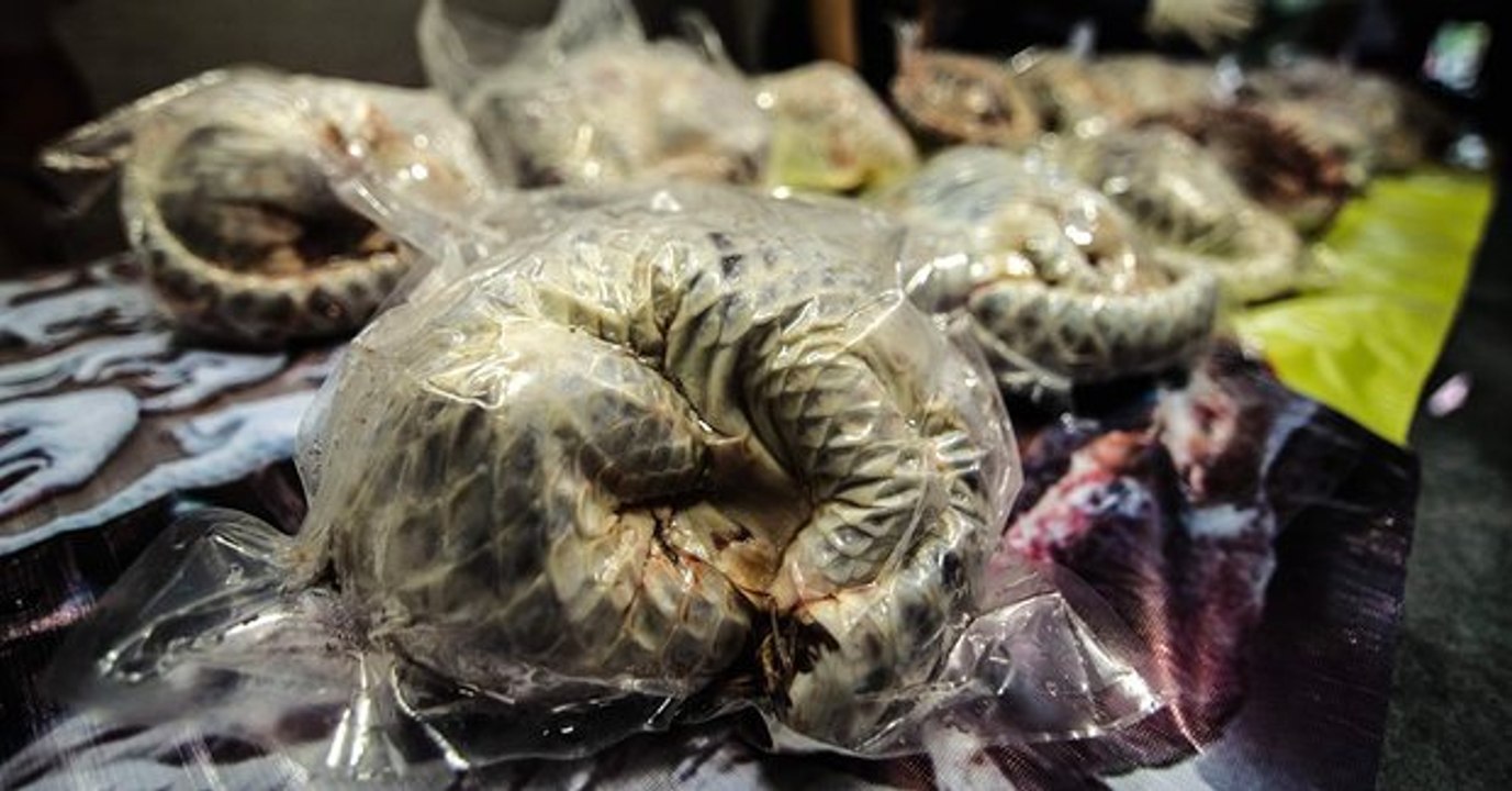 In Indonesien findet die Polizei bei einer Razzia mehr als 650 tiefgefrorene Schuppentiere