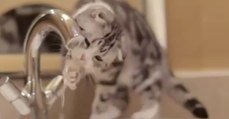 Diese Katze ist unheimlich fasziniert von dem Wasserhahn! Doch was sie gleich macht, wird euch zum Schmunzeln bringen!