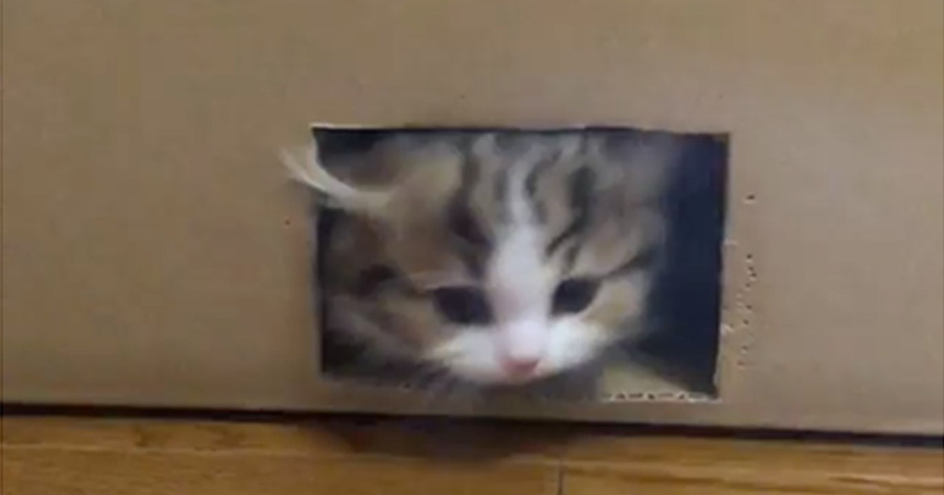Ihr werdet nicht glauben können, was gleich nach dem Kätzchen aus dem Karton kommt!