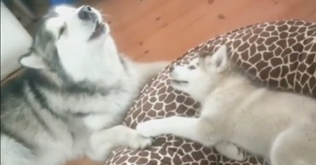 Der Hundepapa lernt seinem Kleinen heute etwas ganz Besonderes!