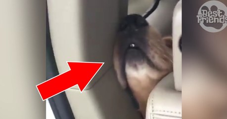 Wenn der Hund im Auto schläft, dann schläft er!