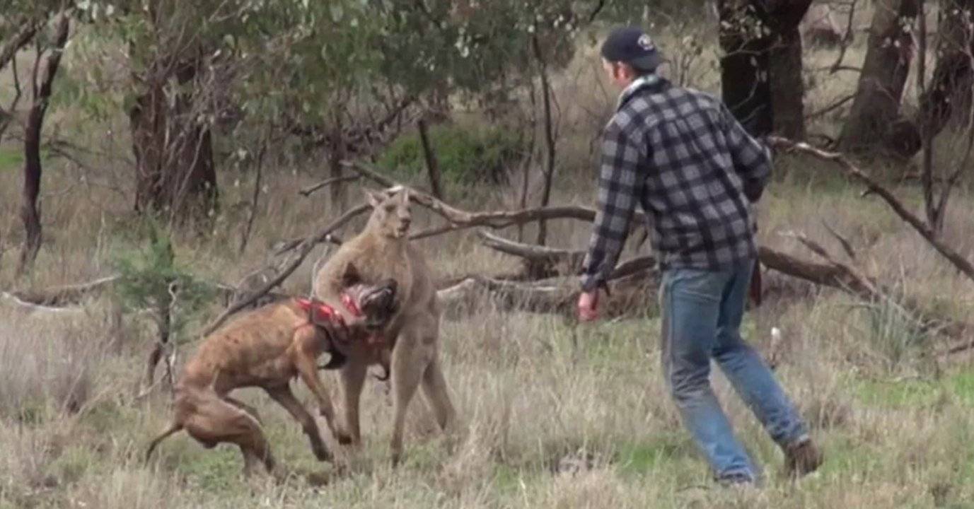 Mann rennt auf Känguru los, um Hund zu retten. Ein spektakulärer Kampf folgt!