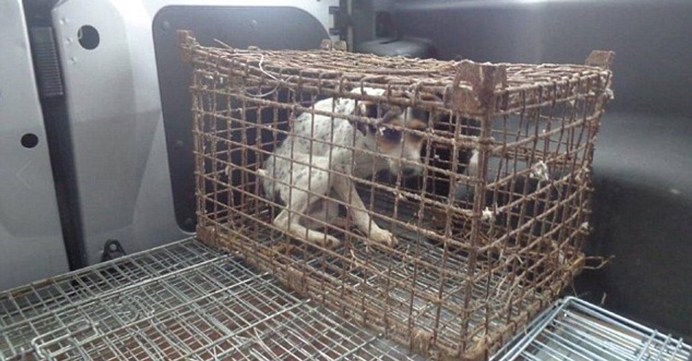 Endlich in Freiheit: Diese Hündin musste jahrlang in einem engen Käfig eingesperrt leben