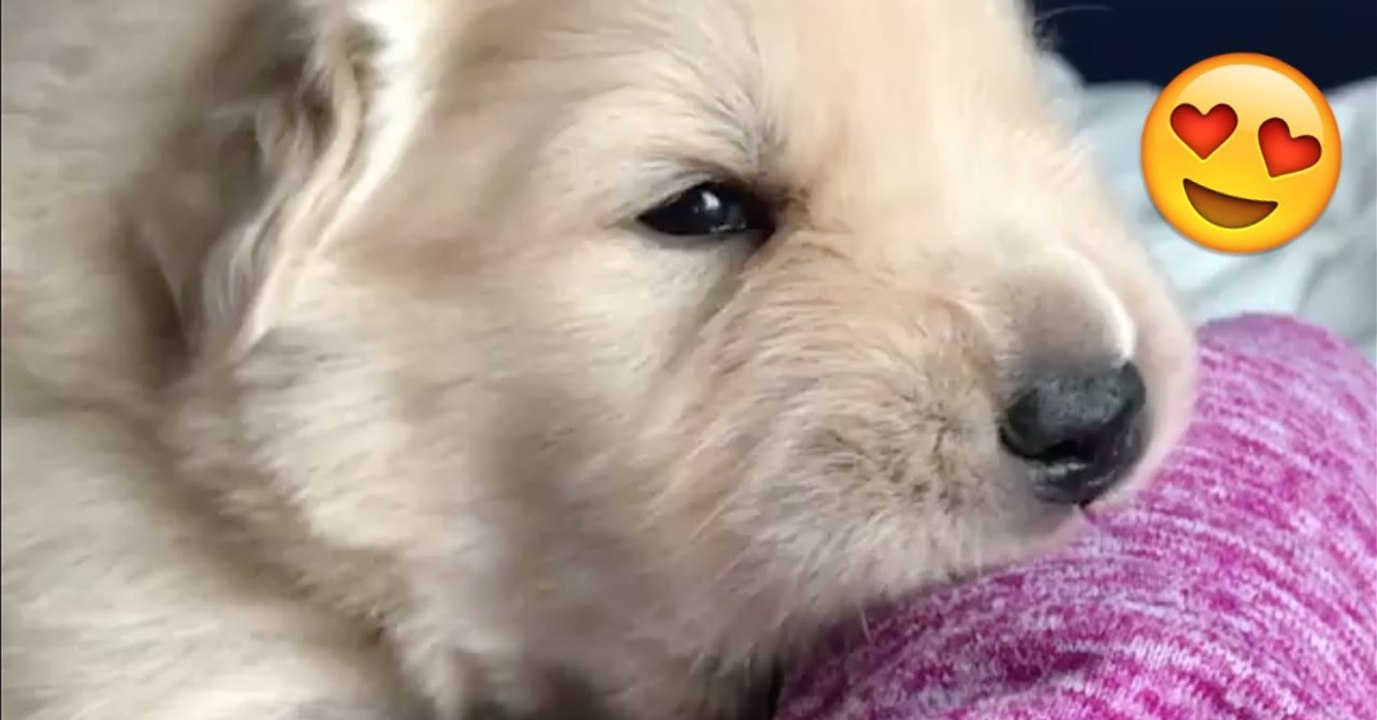 Dieser Golden Retriever Welpe ist noch ganz klein! Doch seht was er schon machen kann! Einfach zu süß!
