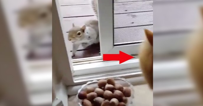 Dieses Eichhörnchen hätte gerne eine Nuss, doch dann sieht es die Katze! Was passiert ist einfach stark!