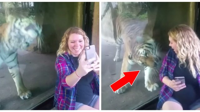 Eine Tigerin liebkost den Bauch einer Schwangeren durch die Scheibe ihres Geheges