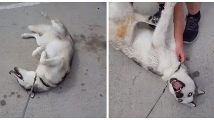 Ein Husky weigert sich, einen Ort zu verlassen und rührt sich nicht vom Fleck