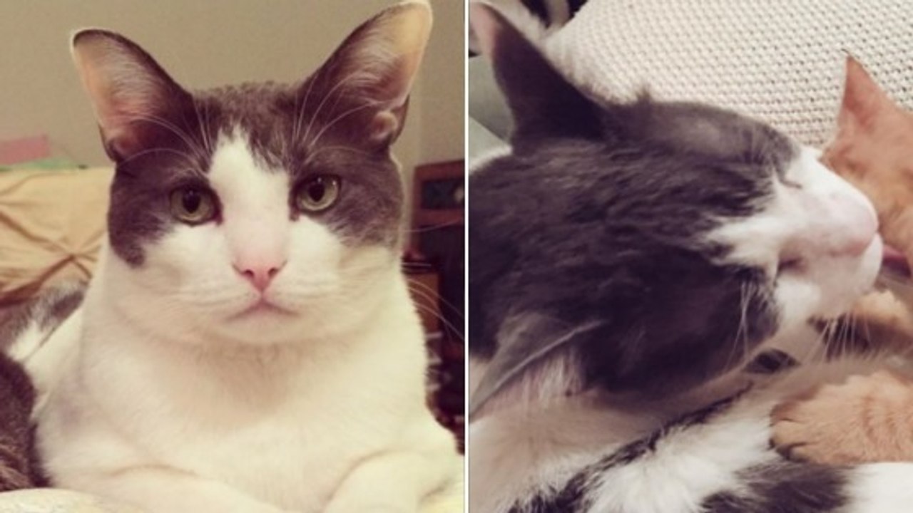 Diese schon als Baby ausgesetzte Katze hat eine merkwürdige Angewohnheit entwickelt! Sie wird dich verzaubern!