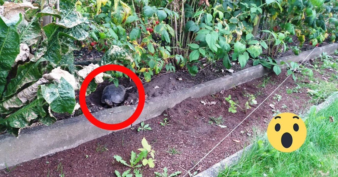 Als die Polizei DAS sieht, kann sie es nicht fassen!