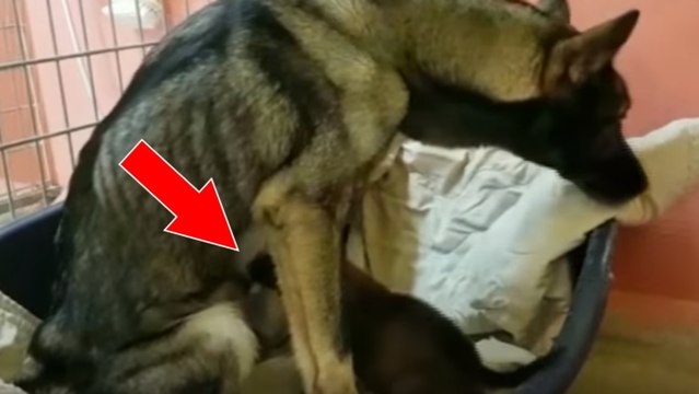 Stiftung „30 Millions d'Amis“: Sie retten 8 auf einem Balkon in der Hitze ausgesperrte Hunde