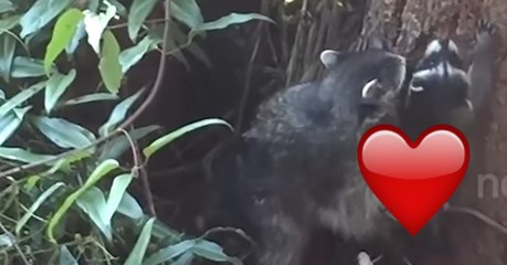 Die Waschbärmama hängt ihr Junges an den Baum zum Klettern. Doch seine Reaktion ist der Wahnsinn!