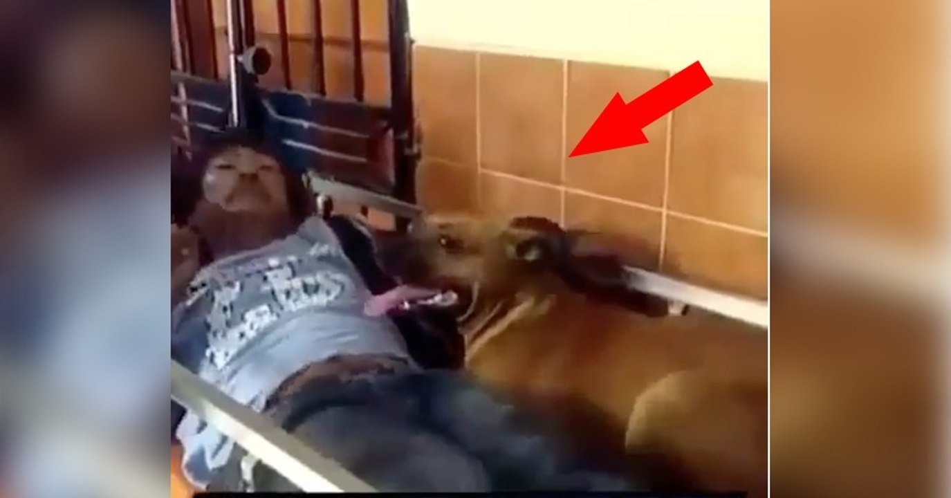 Sein Herrchen wurde ins Krankenhaus eingeliefert. Was der Hund dann tut, ist wirklich herzerwärmend!