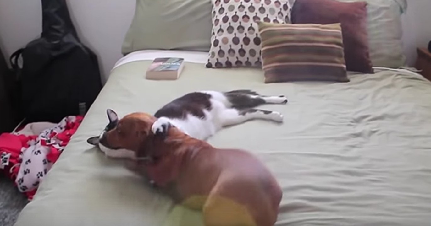 Kätzchen beruhigt seinen Freund den Dackel