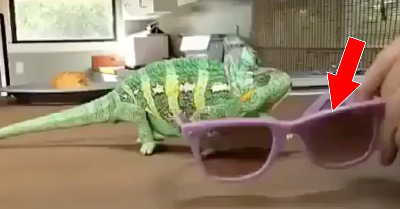 Er legt die Brille vor das Chamäleon, doch was dann geschieht, ist der Wahnsinn!