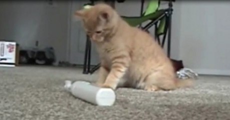 Kätzchen spielt mit Zahnbürste, dann kommt der große Schreck!