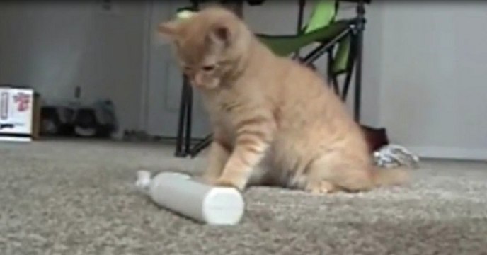 Kätzchen spielt mit Zahnbürste, dann kommt der große Schreck!