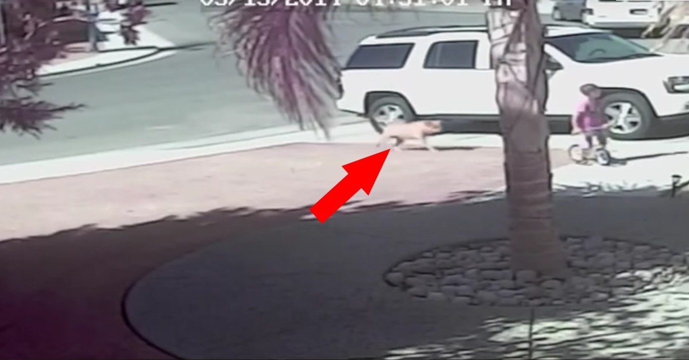 Katze rettet Jungen vor Hundeangriff