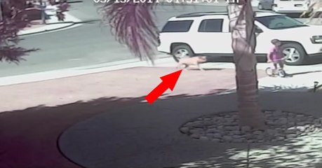 Katze rettet Jungen vor Hundeangriff