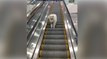 Sein Herrchen hat einfach die Leine los gelassen. Als der Hund merkt, dass er alleine auf der Rolltreppe ist, reagiert er einfach genial!