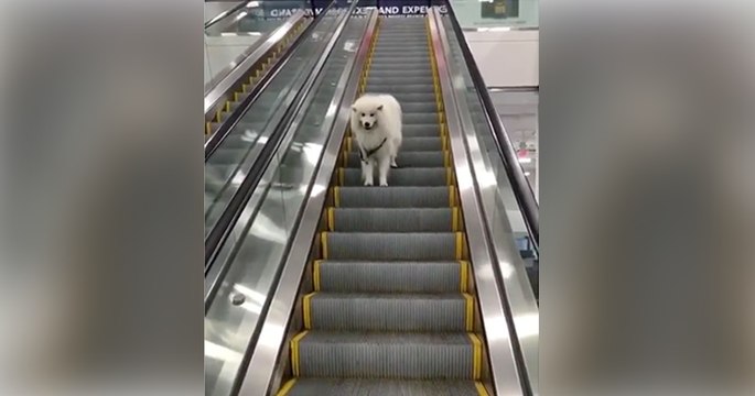 Sein Herrchen hat einfach die Leine los gelassen. Als der Hund merkt, dass er alleine auf der Rolltreppe ist, reagiert er einfach genial!