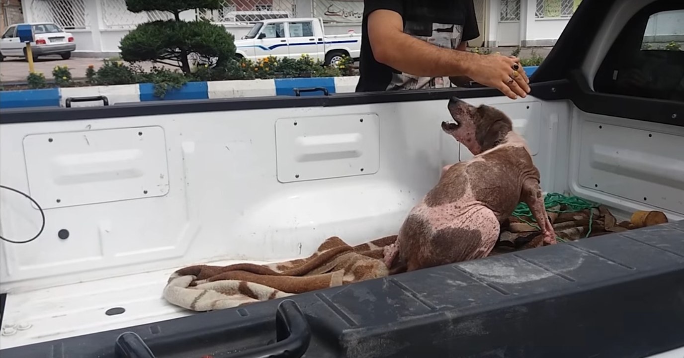 Ein Mann rettet eine Hündin, die winselt, sobald sie berührt wird