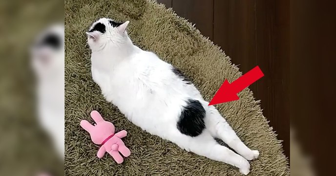 Was diese Katze gleich mit ihrem Schwanz macht, wird euch zum Lachen bringen!