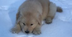 Dieser kleine Welpe liebt Schnee! Was er gleich macht, bringt euch zum Schmunzeln!