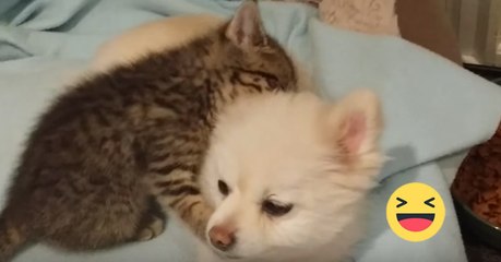 Spitz spielt geduldig mit Kätzchen!