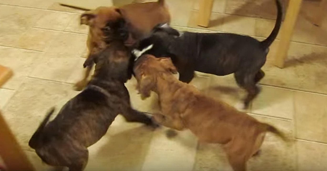 Boxer-Welpen wuseln durch das Wohnzimmer