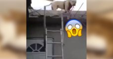 Dieser Pitbull steckt auf dem Dach des Hauses fest! Doch was er gleich macht, habt ihr noch nicht gesehen!