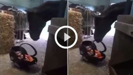 Dieses Baby wurde in einem Pferdestall vergessen... Die Reaktion des Pferdes, als es zu weinen beginnt, ist einmalig!