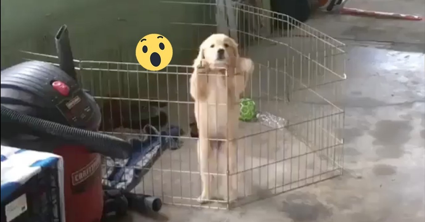 Welpe klettert über seinen Gitterzaun