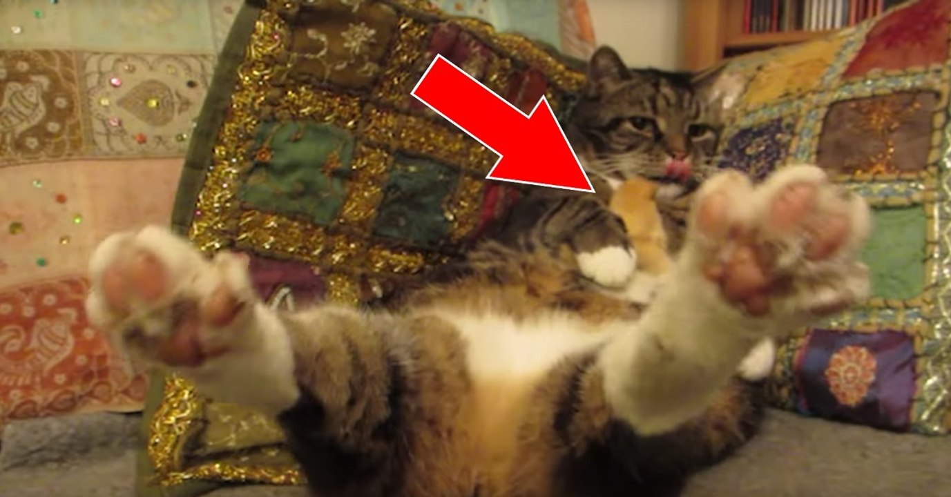 Kater kuschelt mit kleinem Küken