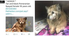 Diese Frau rettet einen alten 18-jährigen Hund, der im Tierheim eingeschläfert werden sollte